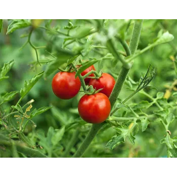 Fresh Tomato 